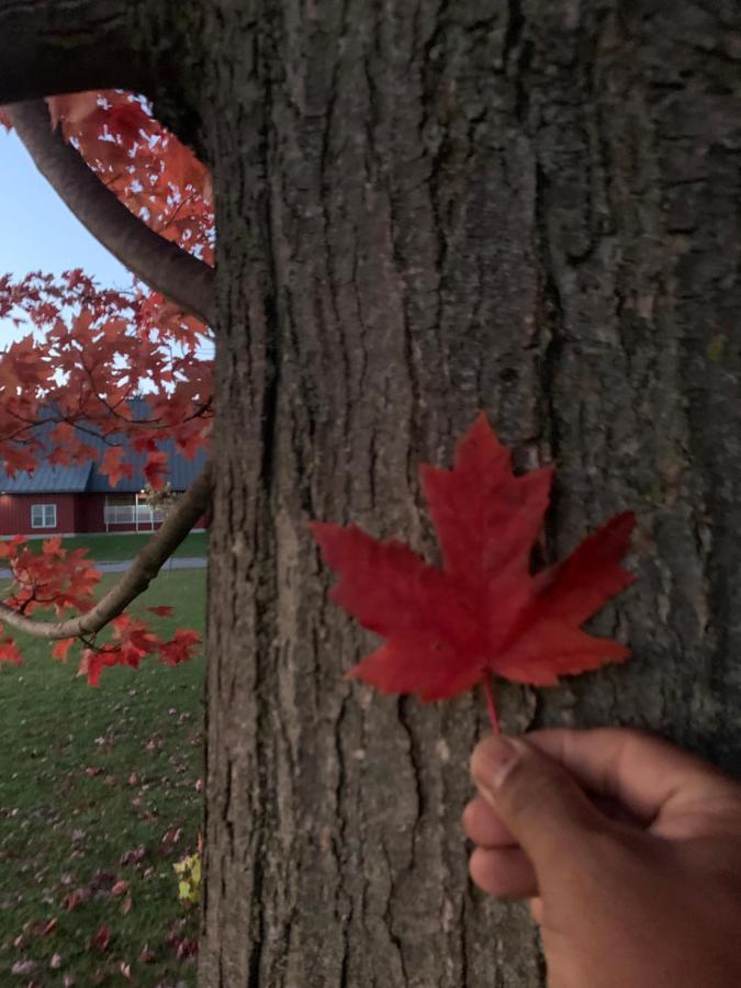 Maple Leaf Hotel Негомбо Екстериор снимка